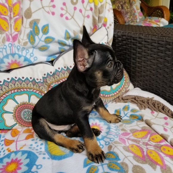 Meet your Posher, Mj - Picture 5 of 8